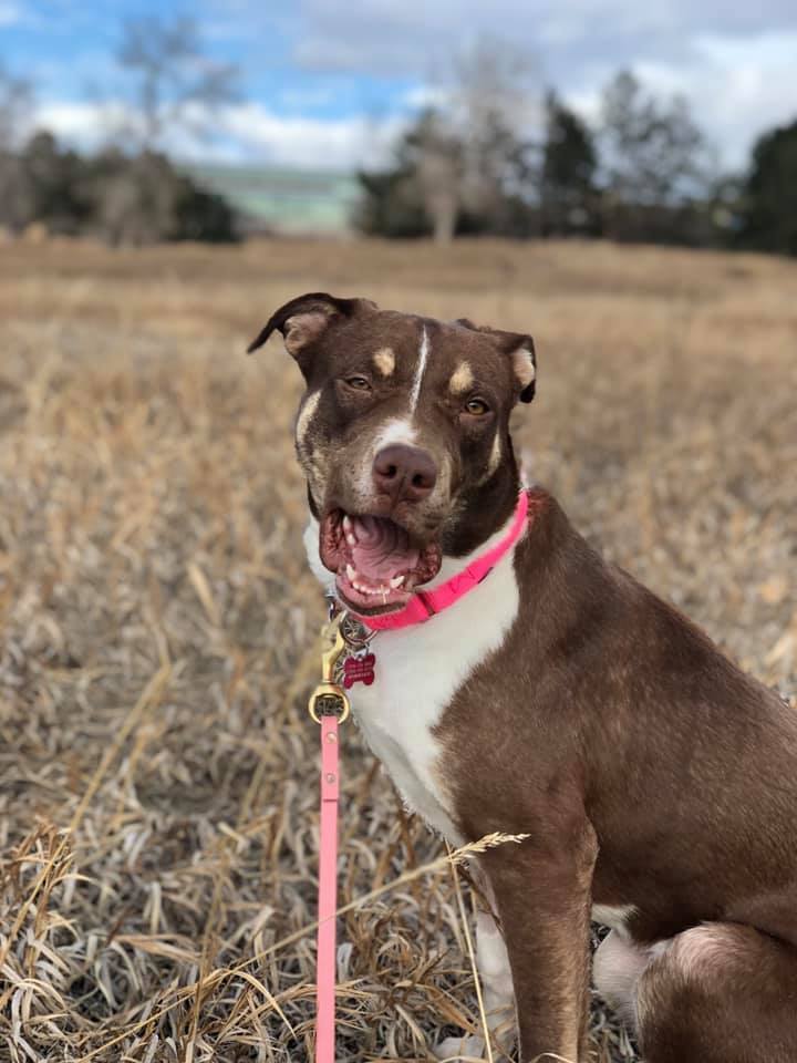 Twiggy, an adoptable Doberman Pinscher in Littleton, CO, 80126 | Photo Image 1