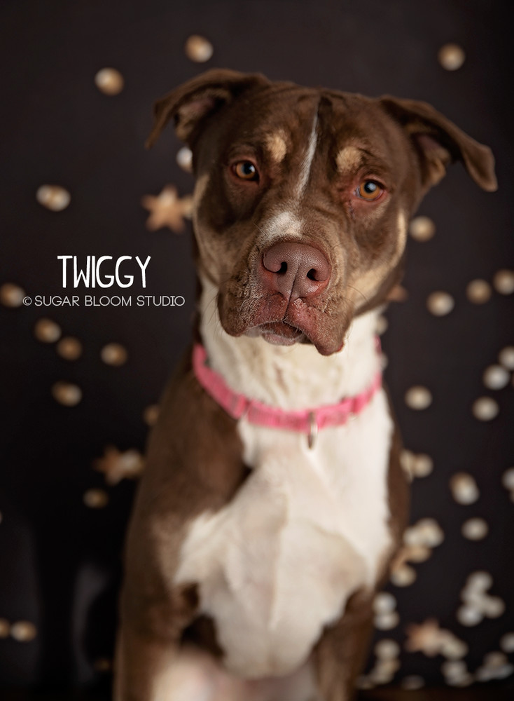 Twiggy, an adoptable Doberman Pinscher in Littleton, CO, 80126 | Photo Image 2