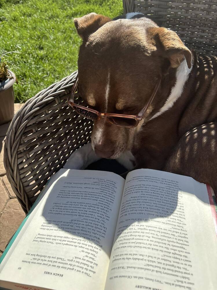 Twiggy, an adoptable Doberman Pinscher in Littleton, CO, 80126 | Photo Image 3