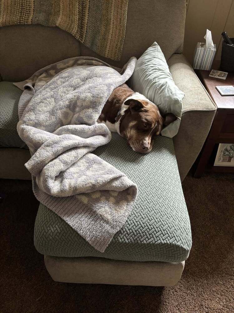 Twiggy, an adoptable Doberman Pinscher in Littleton, CO, 80126 | Photo Image 4