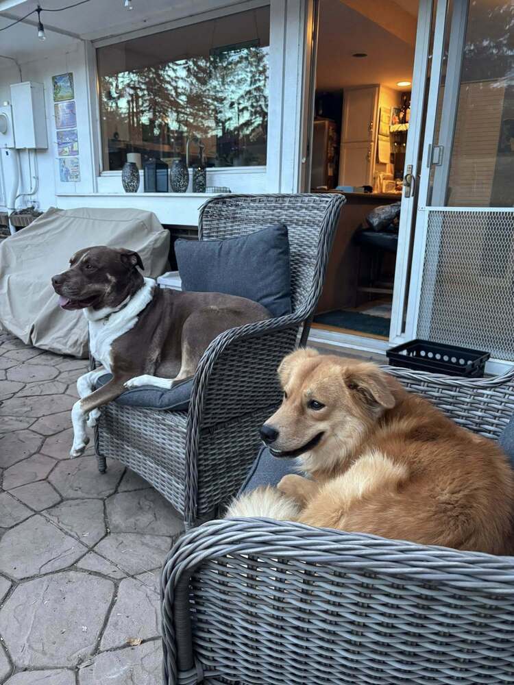 Twiggy, an adoptable Doberman Pinscher in Littleton, CO, 80126 | Photo Image 5