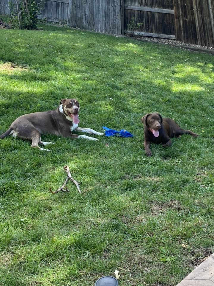 Twiggy, an adoptable Doberman Pinscher in Littleton, CO, 80126 | Photo Image 6