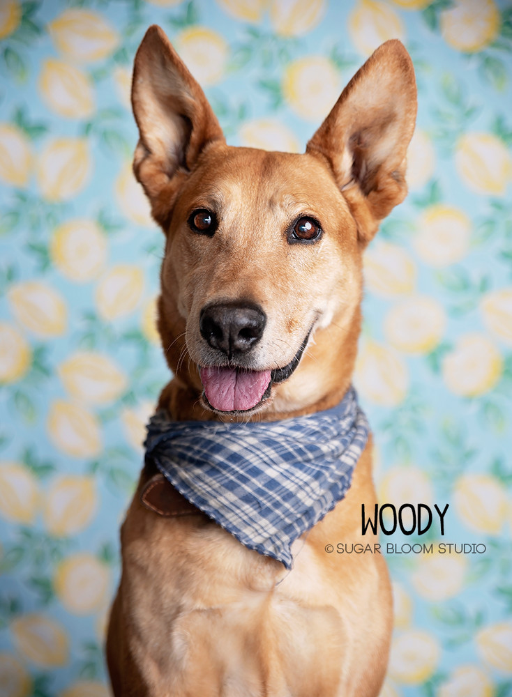 Woody, an adoptable Carolina Dog, Shepherd in Littleton, CO, 80126 | Photo Image 1