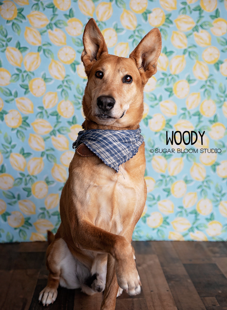 Woody, an adoptable Carolina Dog, Shepherd in Littleton, CO, 80126 | Photo Image 2