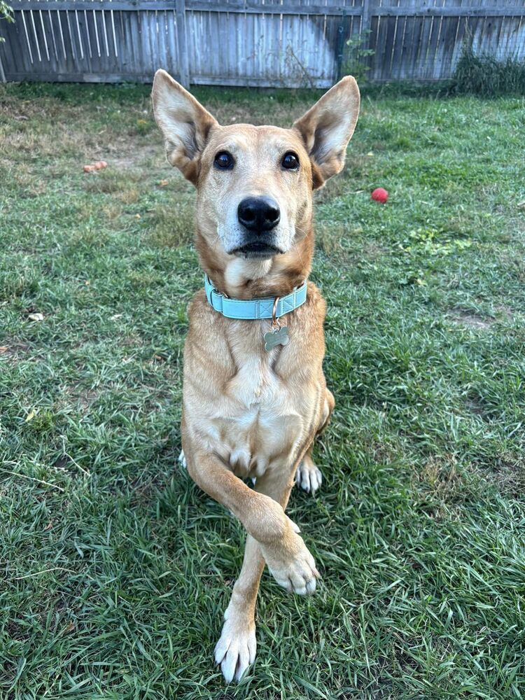 Woody, an adoptable Carolina Dog, Shepherd in Littleton, CO, 80126 | Photo Image 3