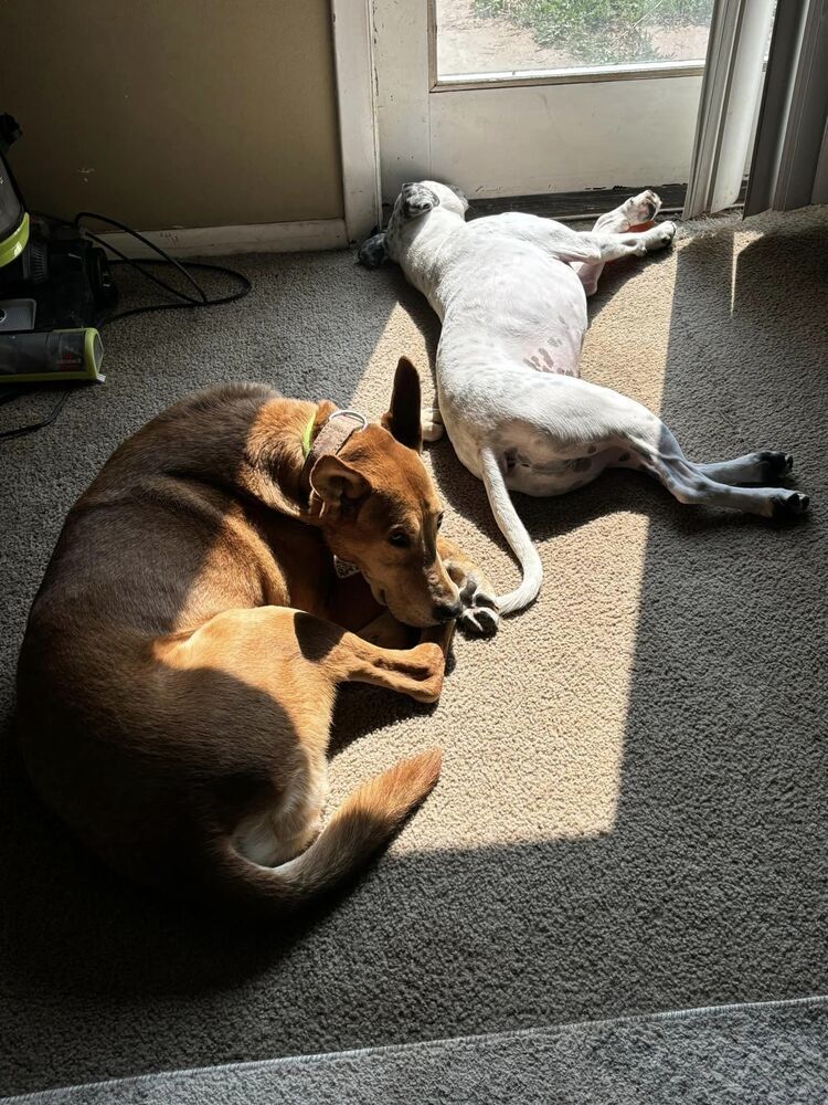 Woody, an adoptable Carolina Dog, Shepherd in Littleton, CO, 80126 | Photo Image 5