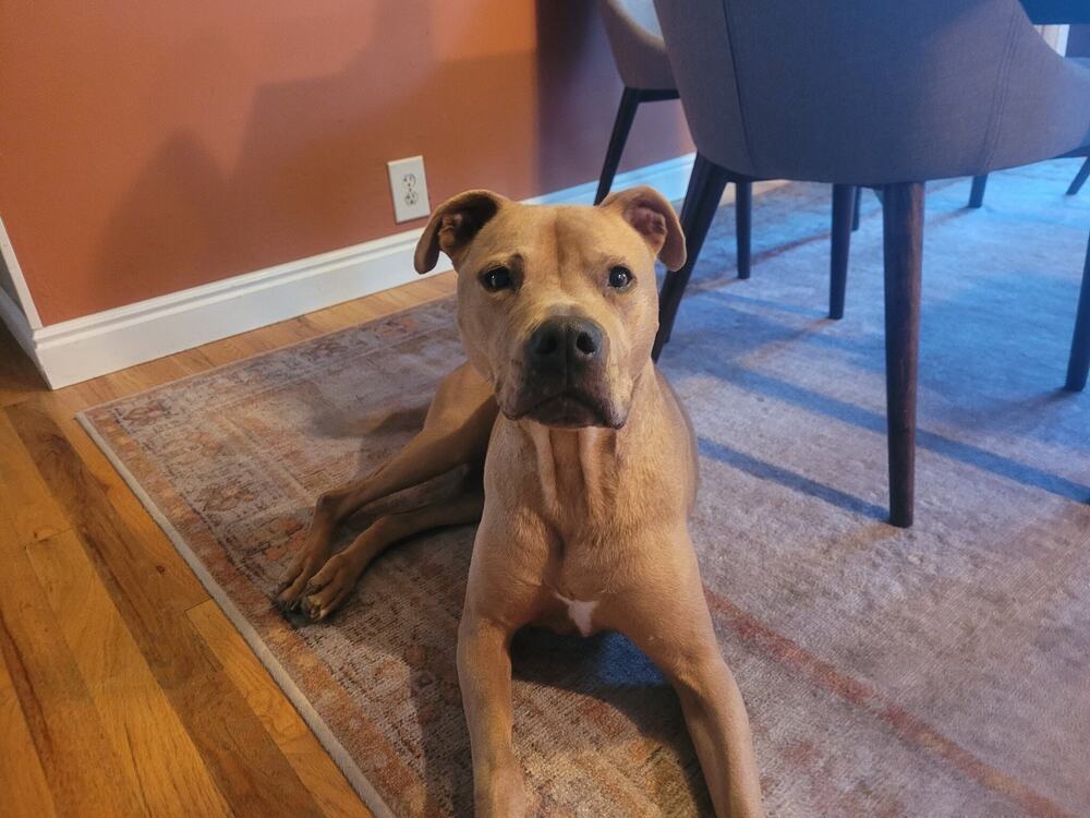 Susi, an adoptable Pit Bull Terrier in Littleton, CO, 80126 | Photo Image 1