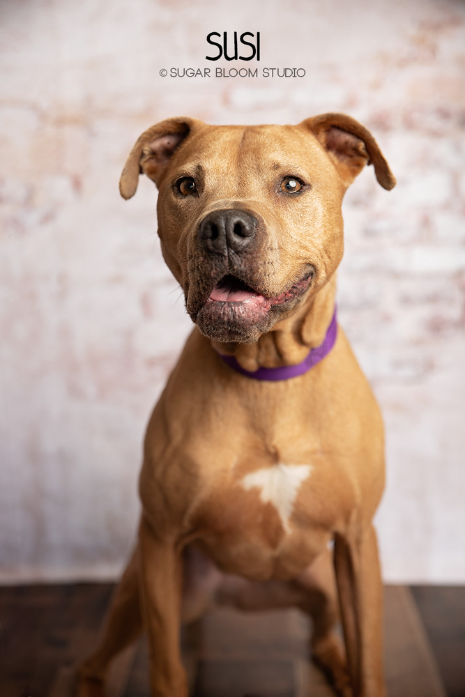 Susi, an adoptable Pit Bull Terrier in Littleton, CO, 80126 | Photo Image 2