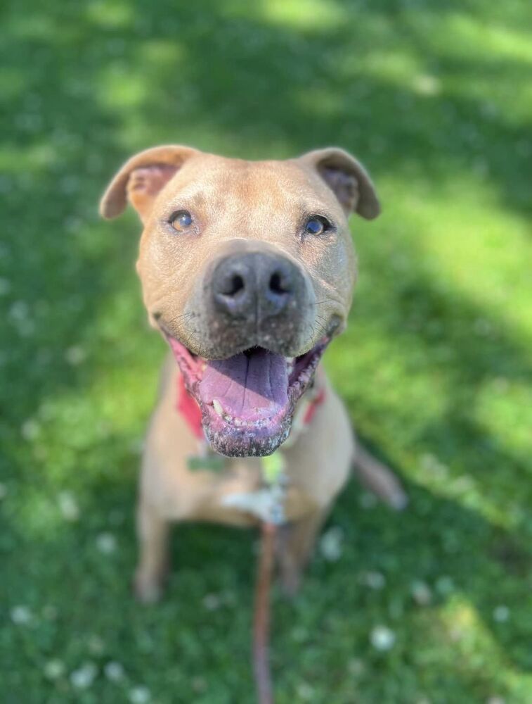 Susi, an adoptable Pit Bull Terrier in Littleton, CO, 80126 | Photo Image 3
