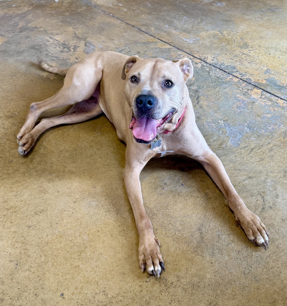 Susi, an adoptable Pit Bull Terrier in Littleton, CO, 80126 | Photo Image 3