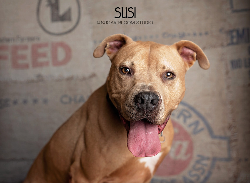 Susi, an adoptable Pit Bull Terrier in Littleton, CO, 80126 | Photo Image 5