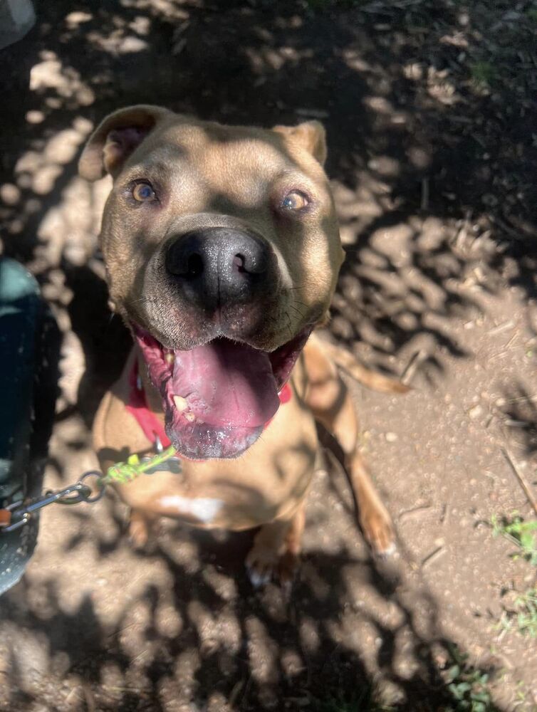 Susi, an adoptable Pit Bull Terrier in Littleton, CO, 80126 | Photo Image 5