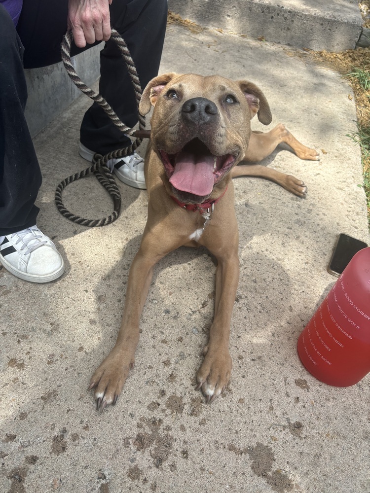 Susi, an adoptable Pit Bull Terrier in Littleton, CO, 80126 | Photo Image 6