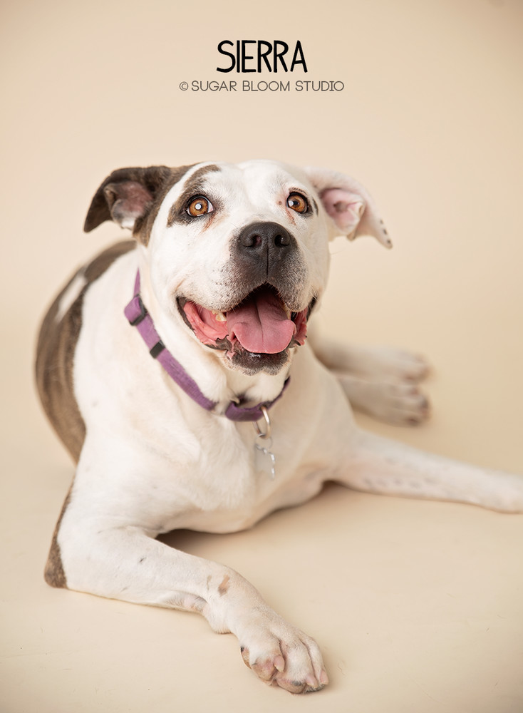 Sierra, an adoptable Labrador Retriever, Pointer in Littleton, CO, 80126 | Photo Image 1