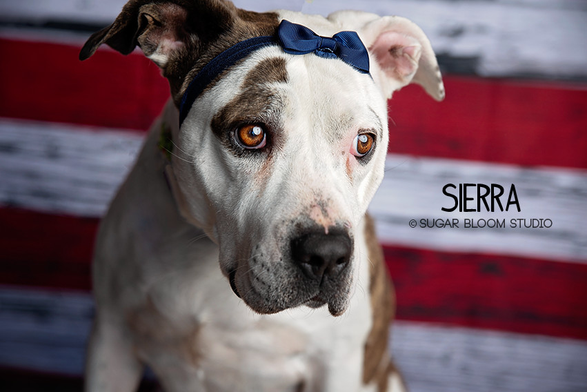 Sierra, an adoptable Labrador Retriever, Pointer in Littleton, CO, 80126 | Photo Image 2