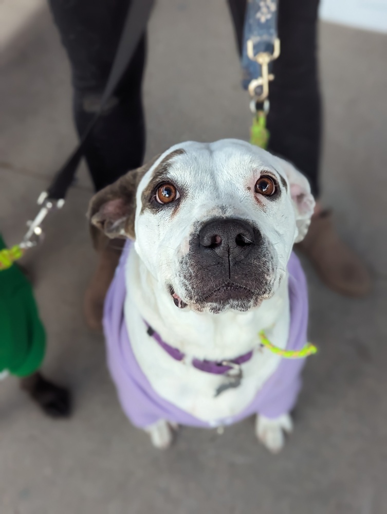 Sierra, an adoptable Labrador Retriever, Pointer in Littleton, CO, 80126 | Photo Image 4