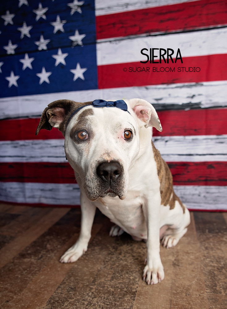 Sierra, an adoptable Labrador Retriever, Pointer in Littleton, CO, 80126 | Photo Image 5