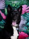 Sparky photo 1