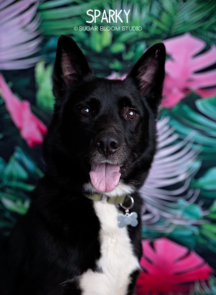 Sparky, an adoptable Shepherd in Littleton, CO, 80126 | Photo Image 1
