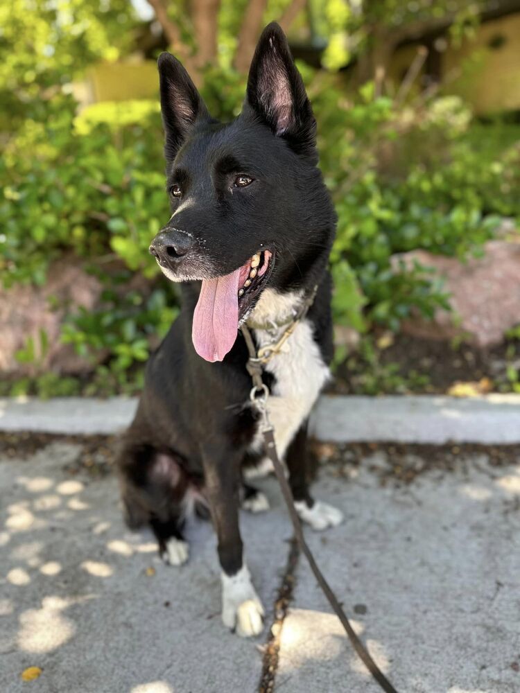 Sparky, an adoptable Shepherd in Littleton, CO, 80126 | Photo Image 2