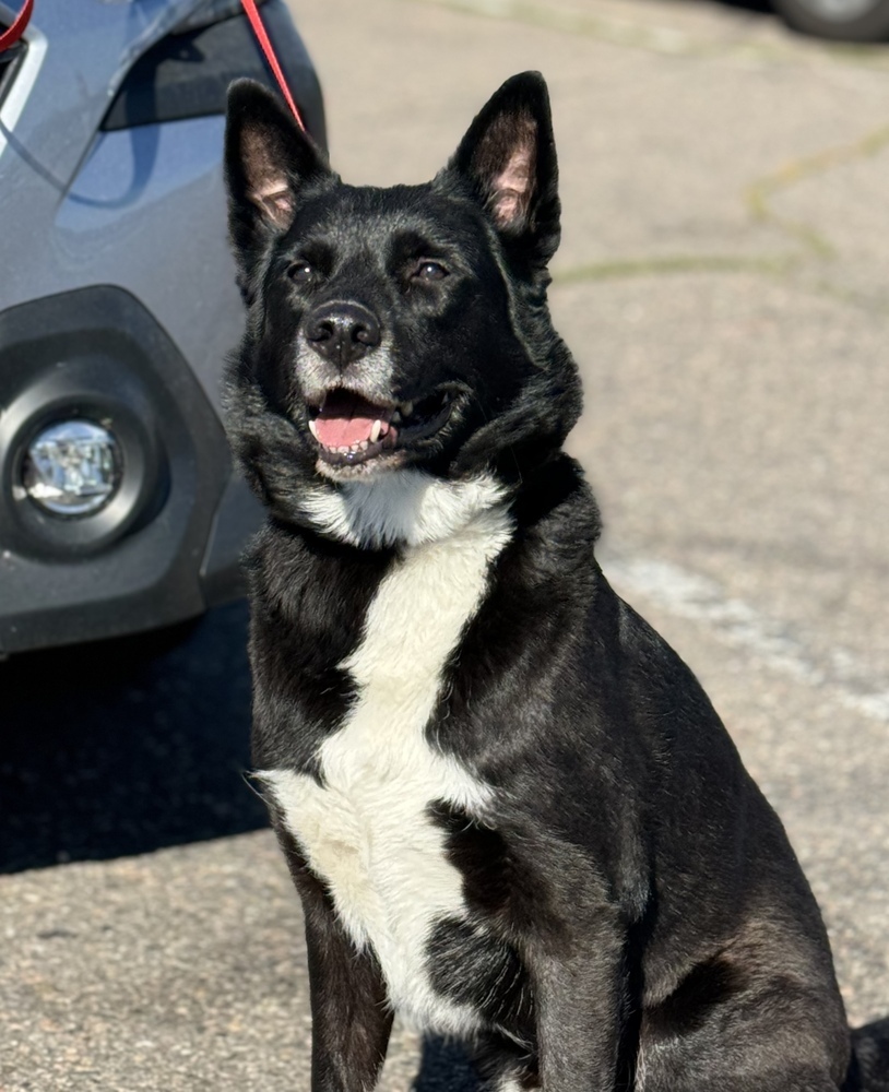 Sparky, an adoptable Shepherd in Littleton, CO, 80126 | Photo Image 3