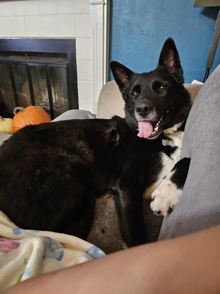 Sparky, an adoptable Shepherd in Littleton, CO, 80126 | Photo Image 4