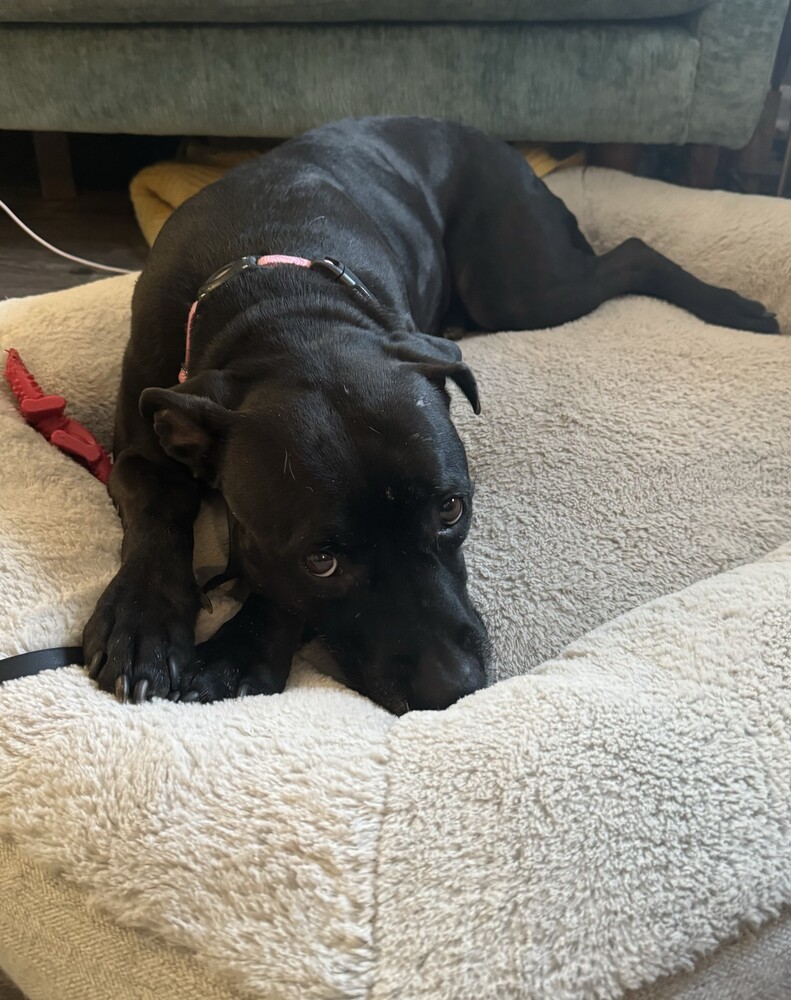 Pepper, an adoptable Labrador Retriever in Littleton, CO, 80126 | Photo Image 2