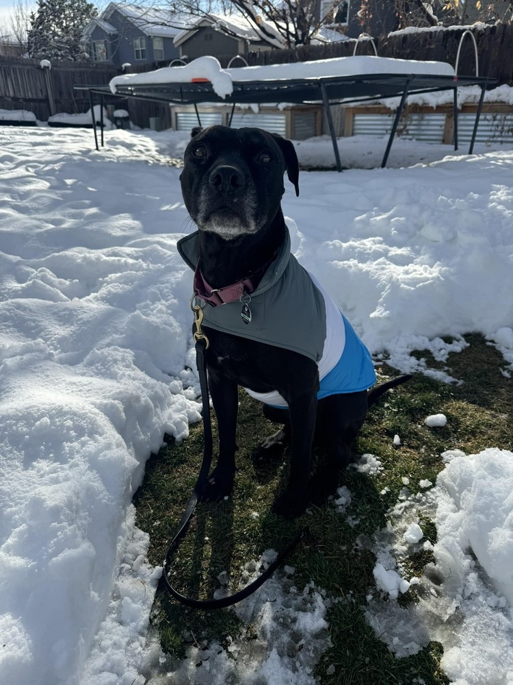 Pepper, an adoptable Labrador Retriever in Littleton, CO, 80126 | Photo Image 3