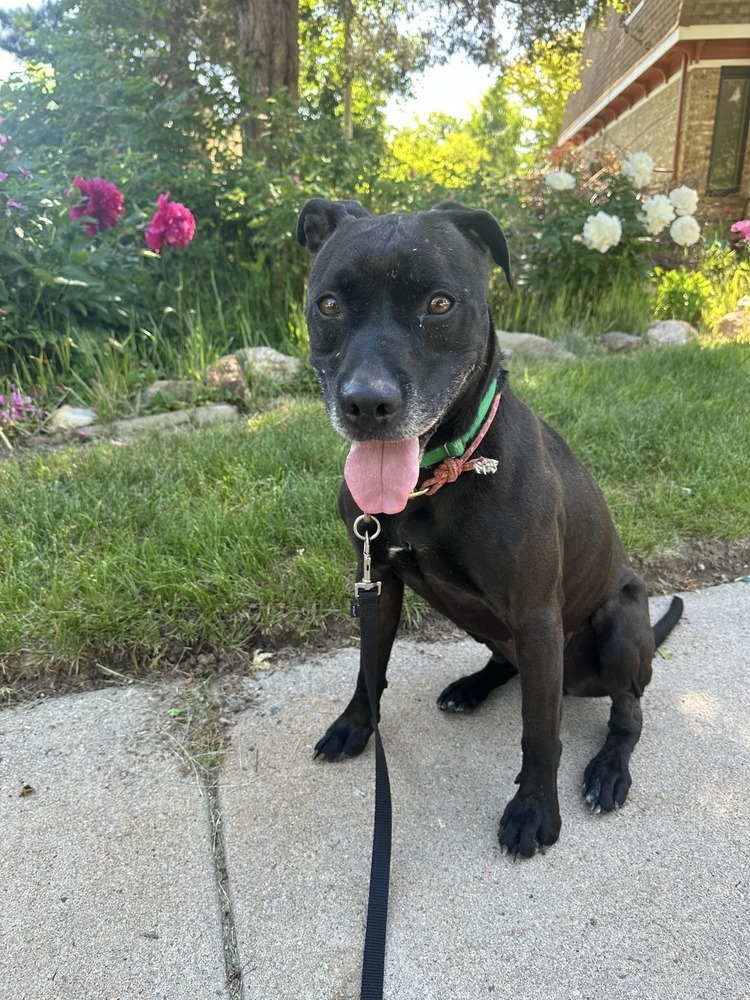 Pepper, an adoptable Labrador Retriever in Littleton, CO, 80126 | Photo Image 4