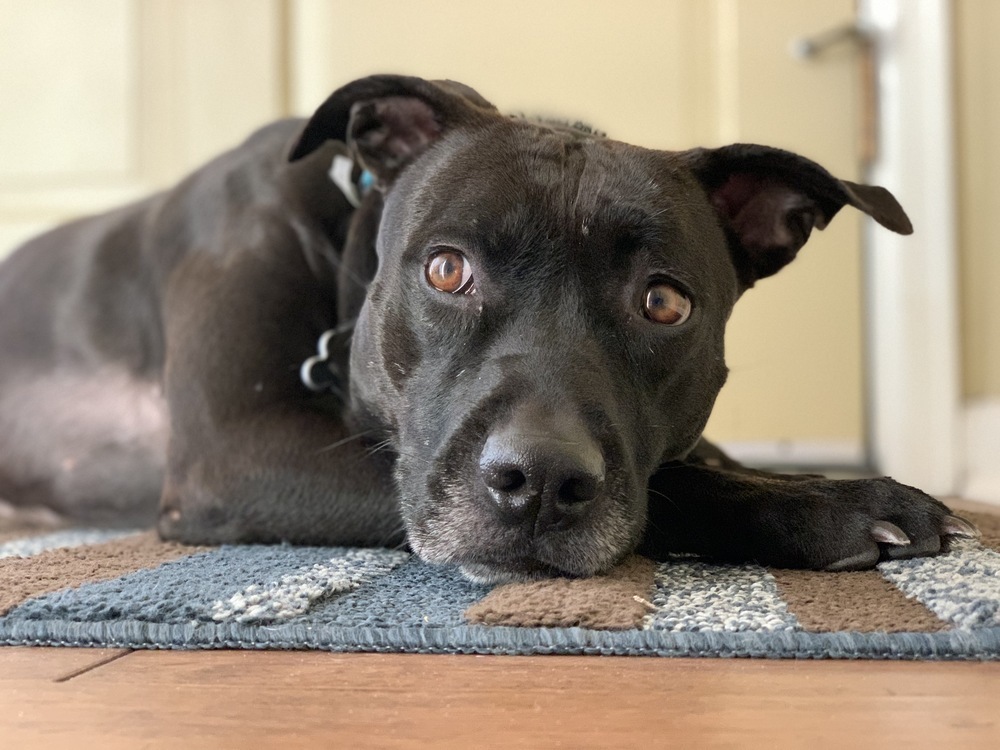 Pepper, an adoptable Labrador Retriever in Littleton, CO, 80126 | Photo Image 5