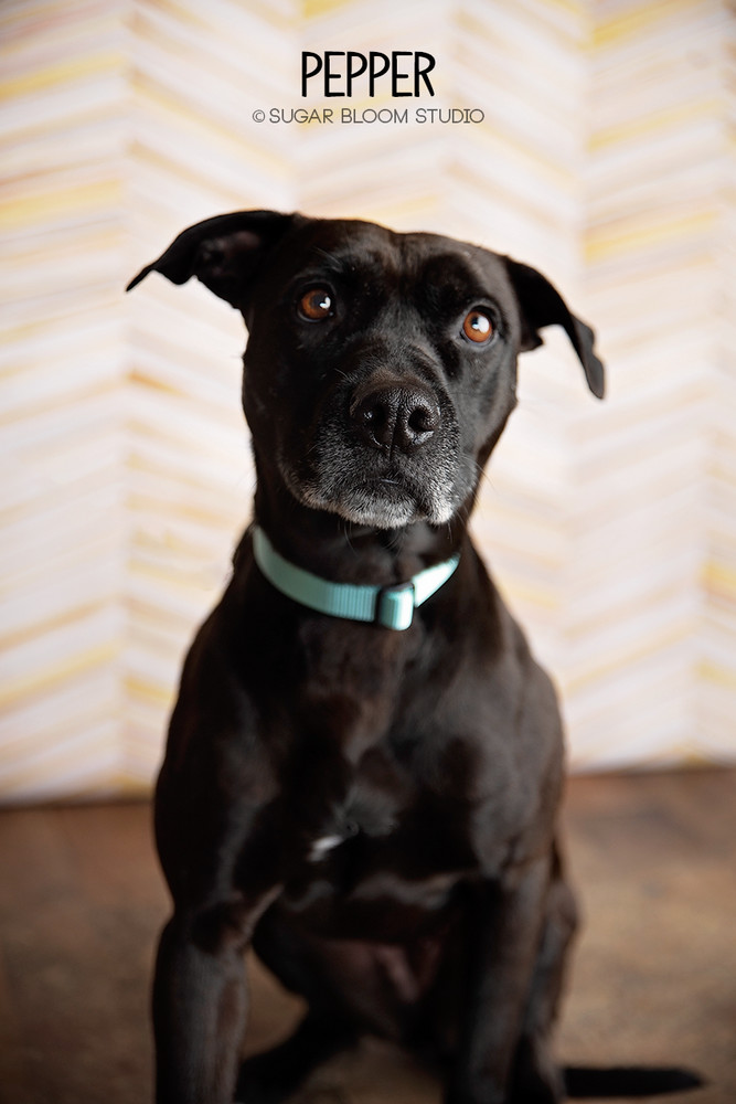 Pepper, an adoptable Labrador Retriever in Littleton, CO, 80126 | Photo Image 6