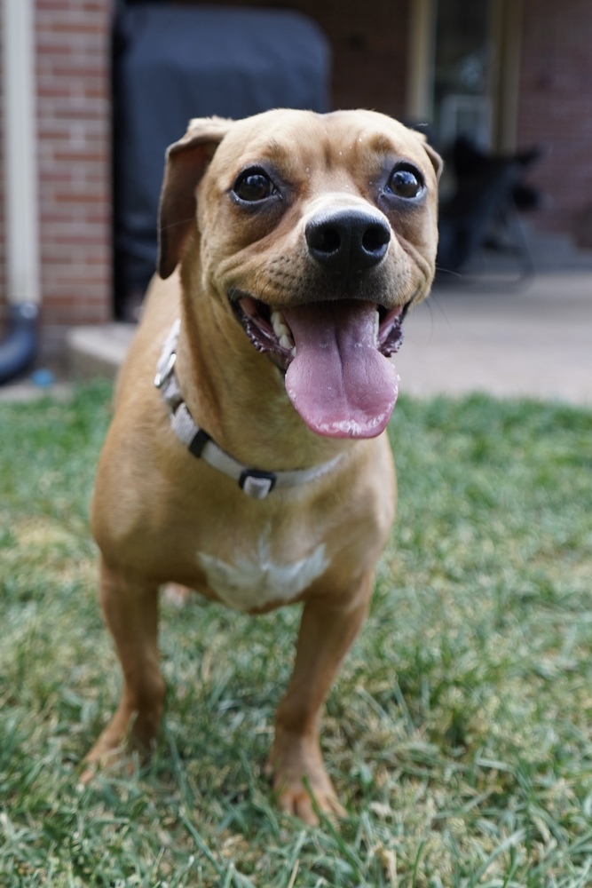 Tammy, an adoptable American Bulldog, Dachshund in Littleton, CO, 80126 | Photo Image 1