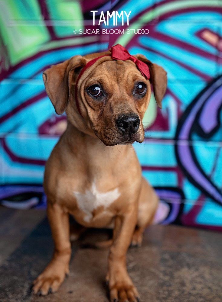 Tammy, an adoptable American Bulldog, Dachshund in Littleton, CO, 80126 | Photo Image 2