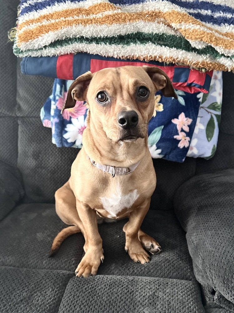 Tammy, an adoptable American Bulldog, Dachshund in Littleton, CO, 80126 | Photo Image 3