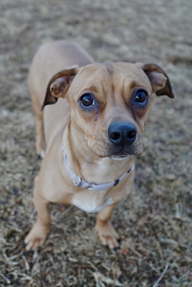 Tammy, an adoptable American Bulldog, Dachshund in Littleton, CO, 80126 | Photo Image 4