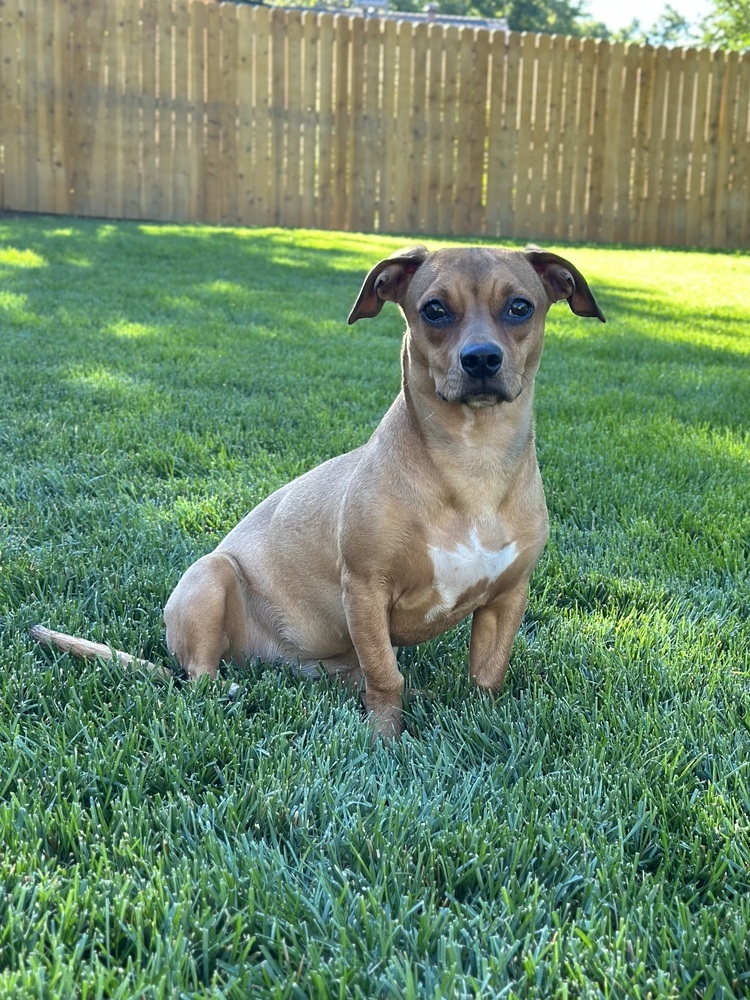 Tammy, an adoptable American Bulldog, Dachshund in Littleton, CO, 80126 | Photo Image 5