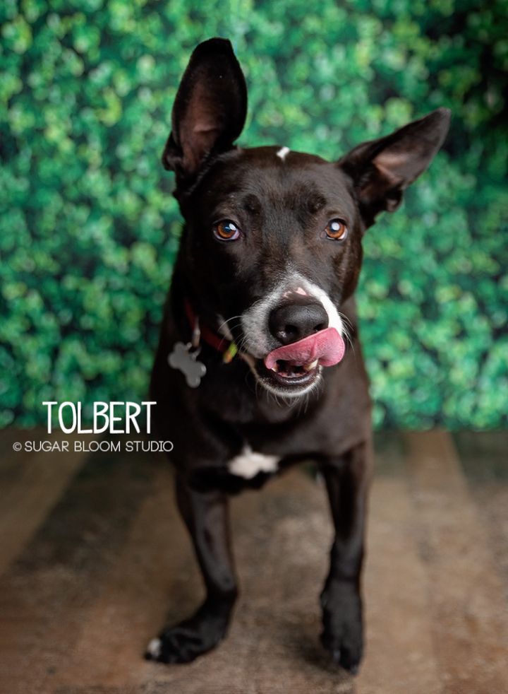 Dog for adoption - Tolbert aka Tuggy, a Border Collie Mix in Littleton ...