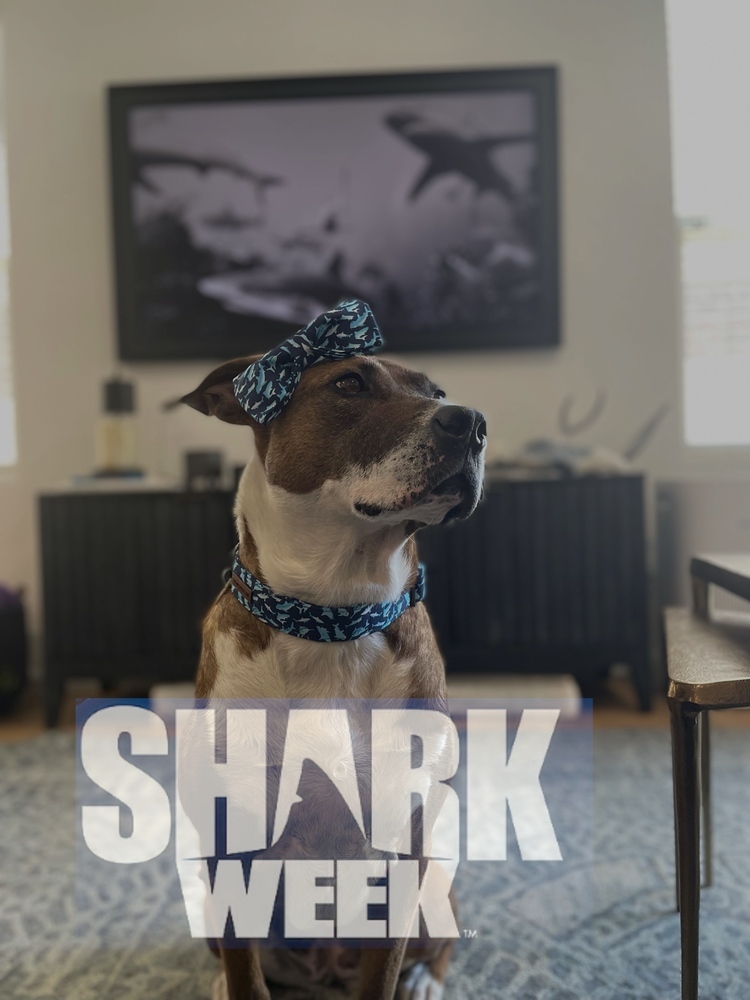 Opal, an adoptable Labrador Retriever, Blue Lacy in Littleton, CO, 80126 | Photo Image 1