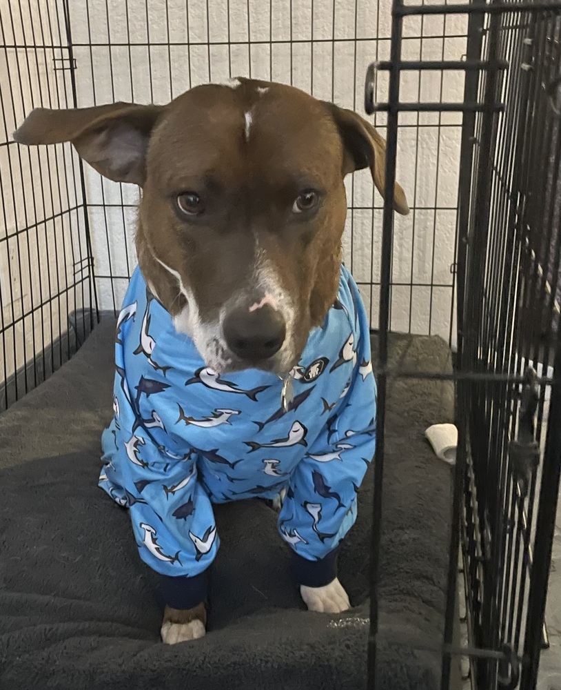 Opal, an adoptable Labrador Retriever, Blue Lacy in Littleton, CO, 80126 | Photo Image 2