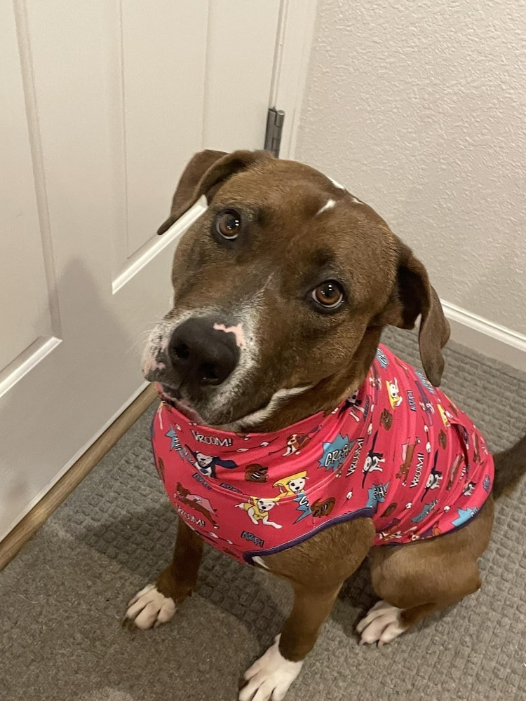 Opal, an adoptable Labrador Retriever, Blue Lacy in Littleton, CO, 80126 | Photo Image 3