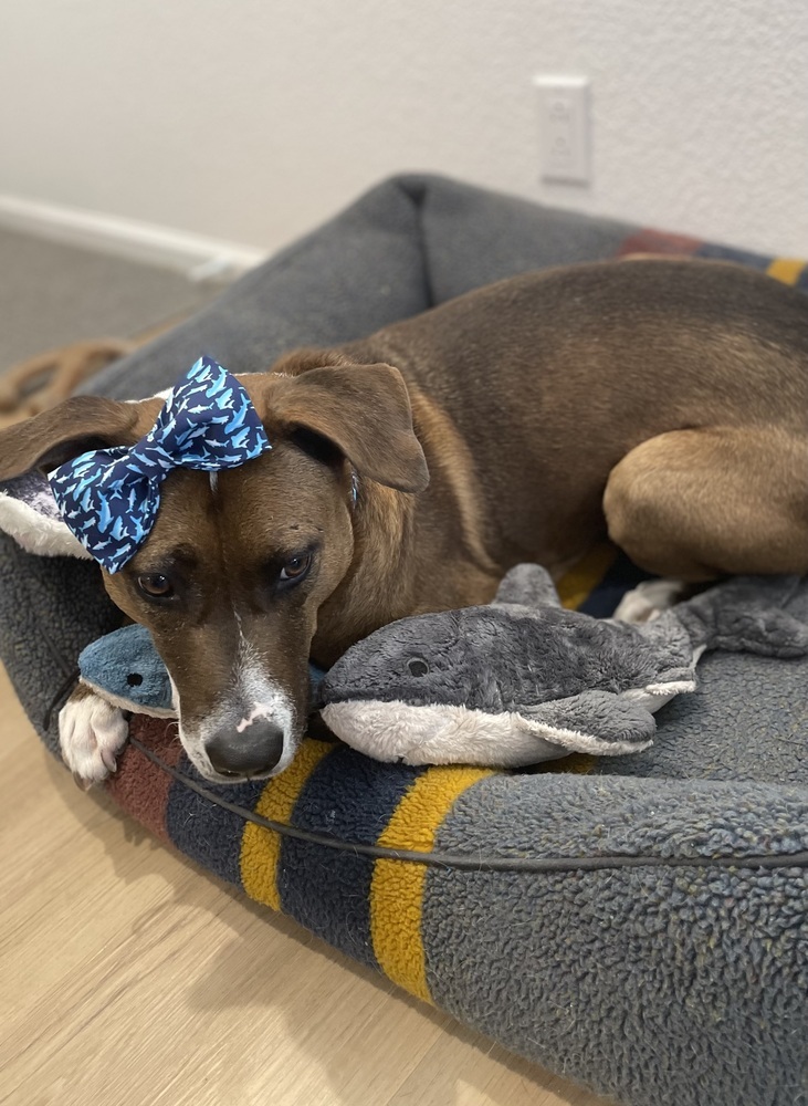 Opal, an adoptable Labrador Retriever, Blue Lacy in Littleton, CO, 80126 | Photo Image 3