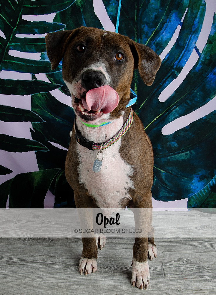 Opal, an adoptable Labrador Retriever, Blue Lacy in Littleton, CO, 80126 | Photo Image 4