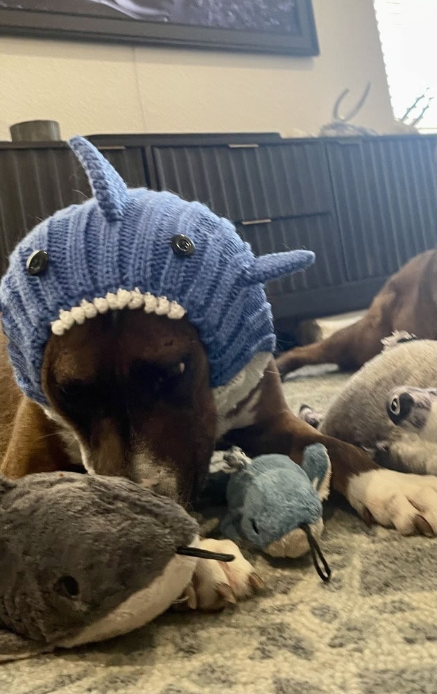 Opal, an adoptable Labrador Retriever, Blue Lacy in Littleton, CO, 80126 | Photo Image 4