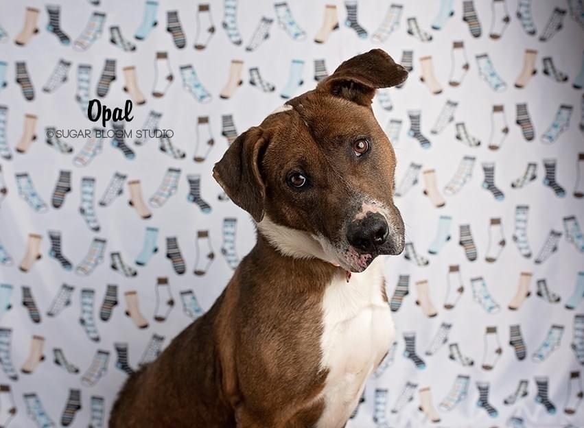 Opal, an adoptable Labrador Retriever, Blue Lacy in Littleton, CO, 80126 | Photo Image 5