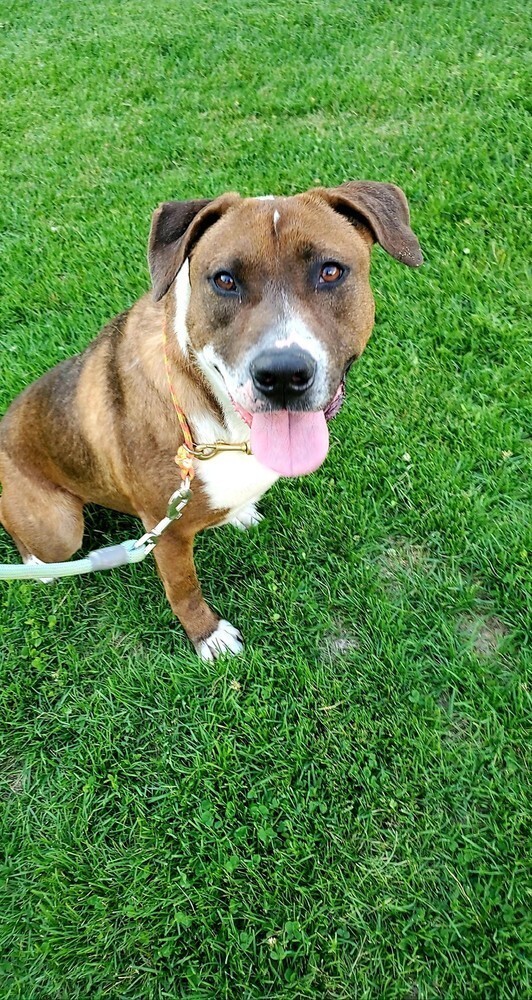 Opal, an adoptable Labrador Retriever, Blue Lacy in Littleton, CO, 80126 | Photo Image 6