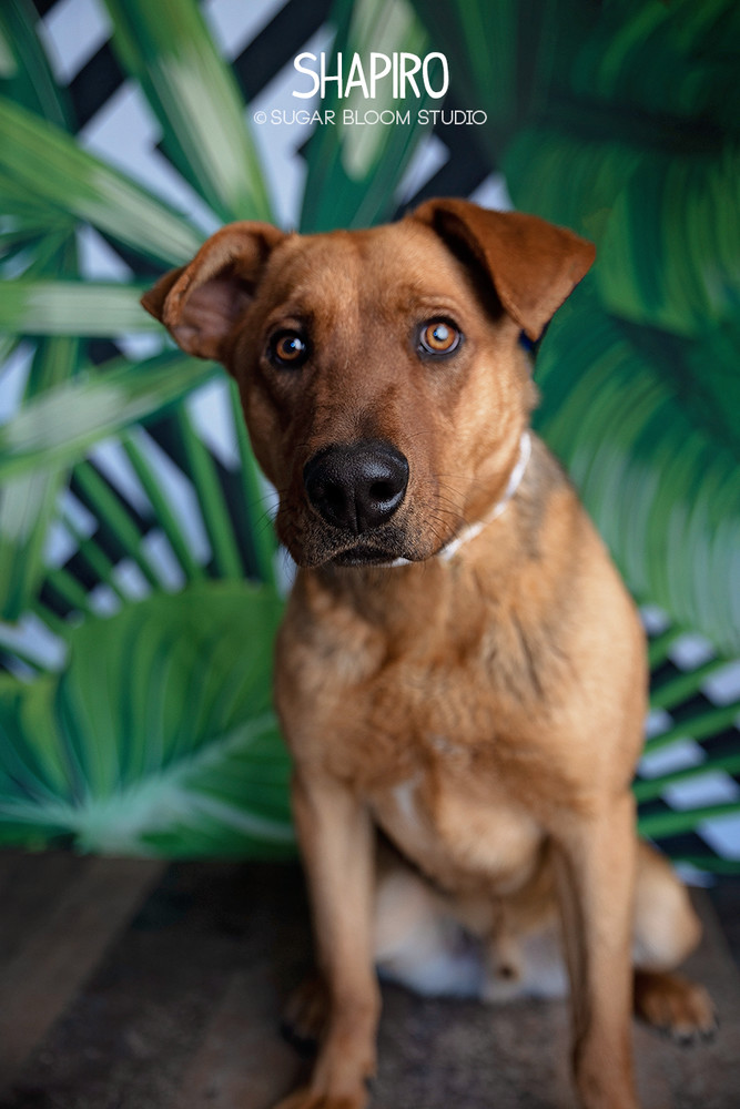 Shapiro, an adoptable Labrador Retriever, Shepherd in Littleton, CO, 80126 | Photo Image 1