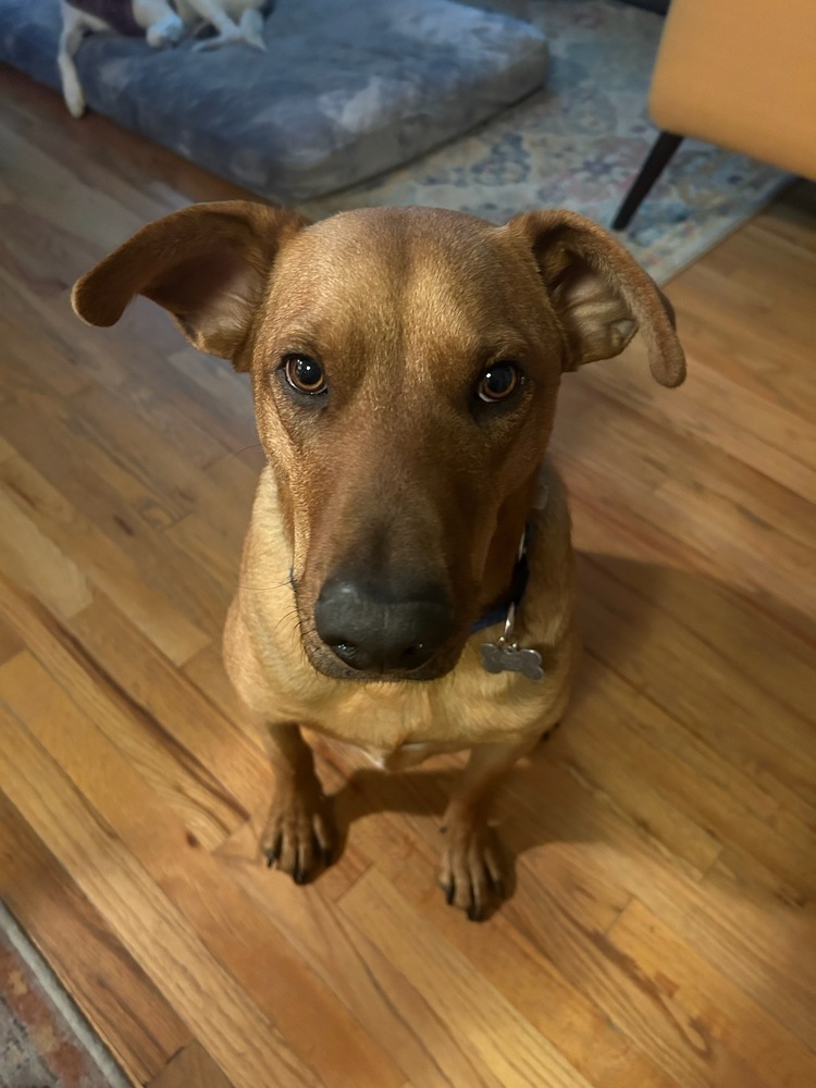 Shapiro, an adoptable Labrador Retriever, Shepherd in Littleton, CO, 80126 | Photo Image 3