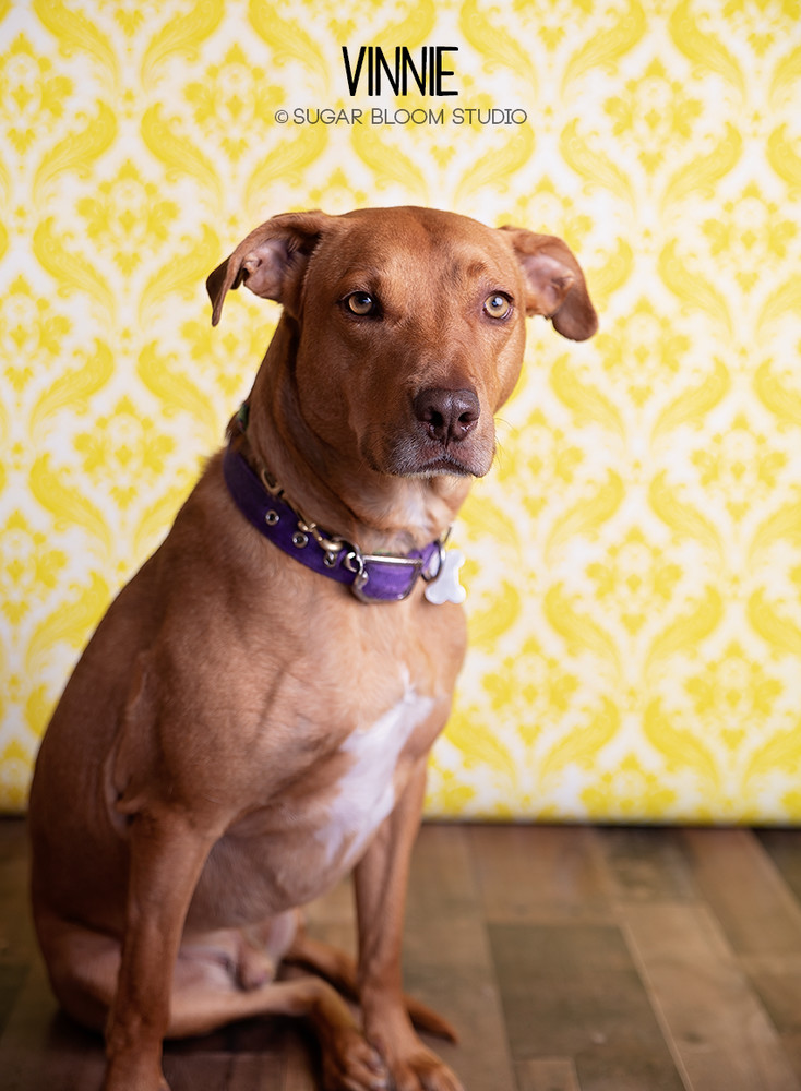 Vincent aka Vinnie, an adoptable Vizsla in Littleton, CO, 80126 | Photo Image 2