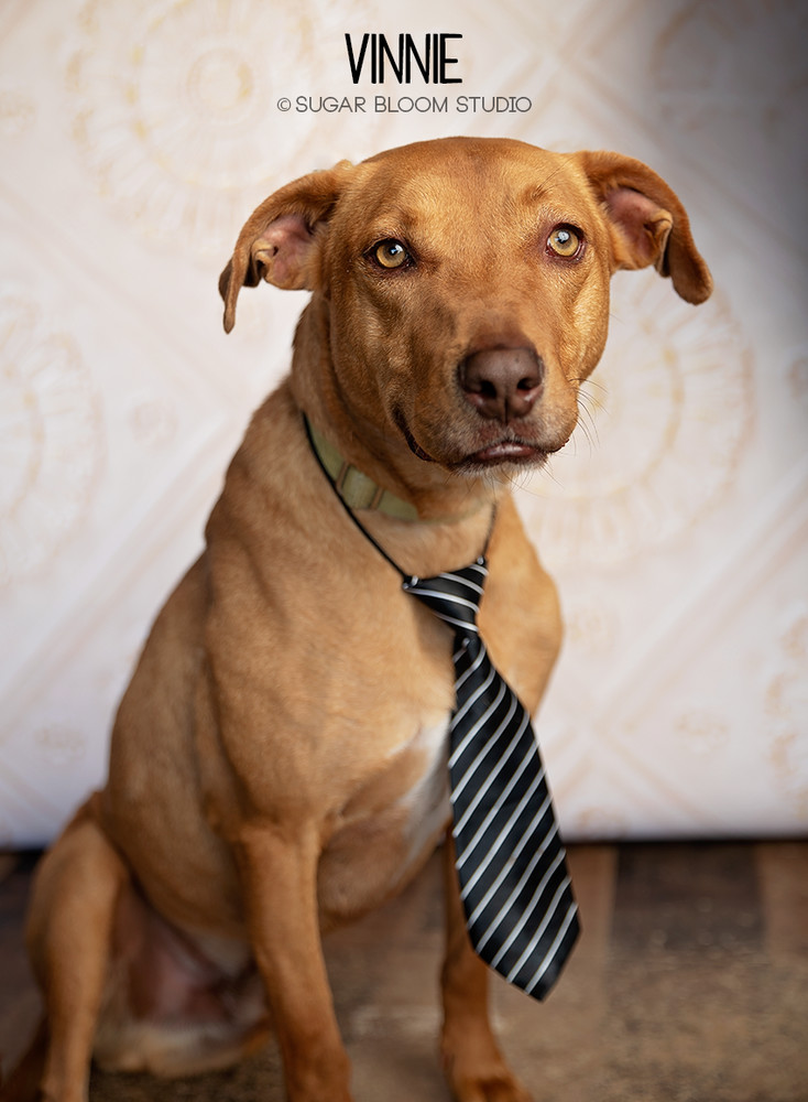 Vincent aka Vinnie, an adoptable Vizsla in Littleton, CO, 80126 | Photo Image 3