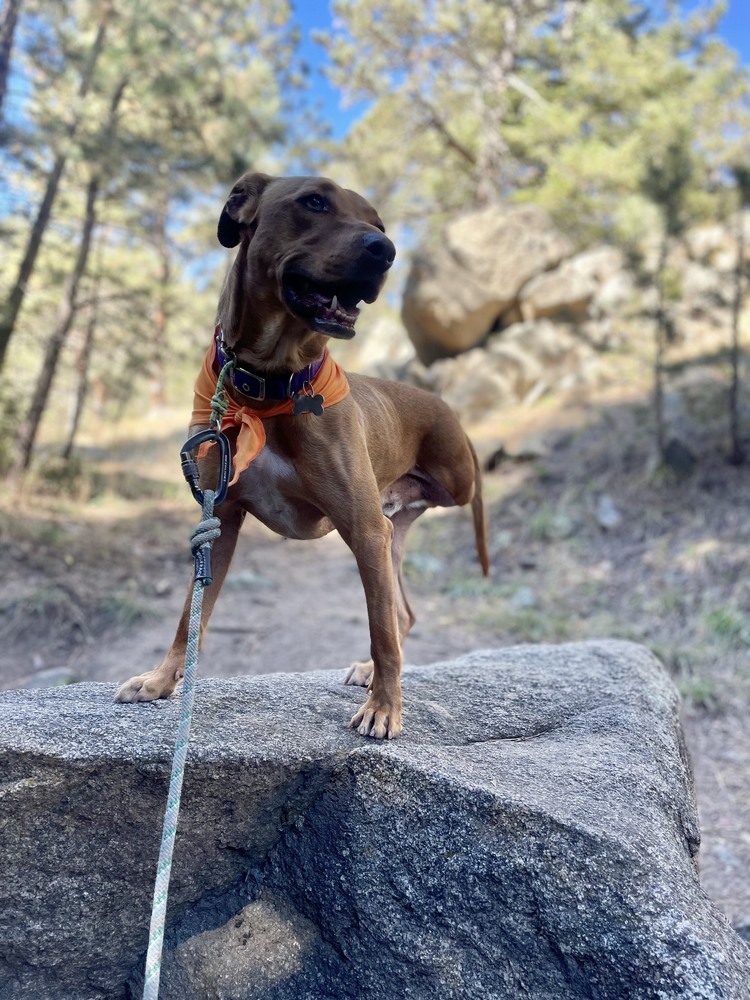 Vincent aka Vinnie, an adoptable Vizsla in Littleton, CO, 80126 | Photo Image 4